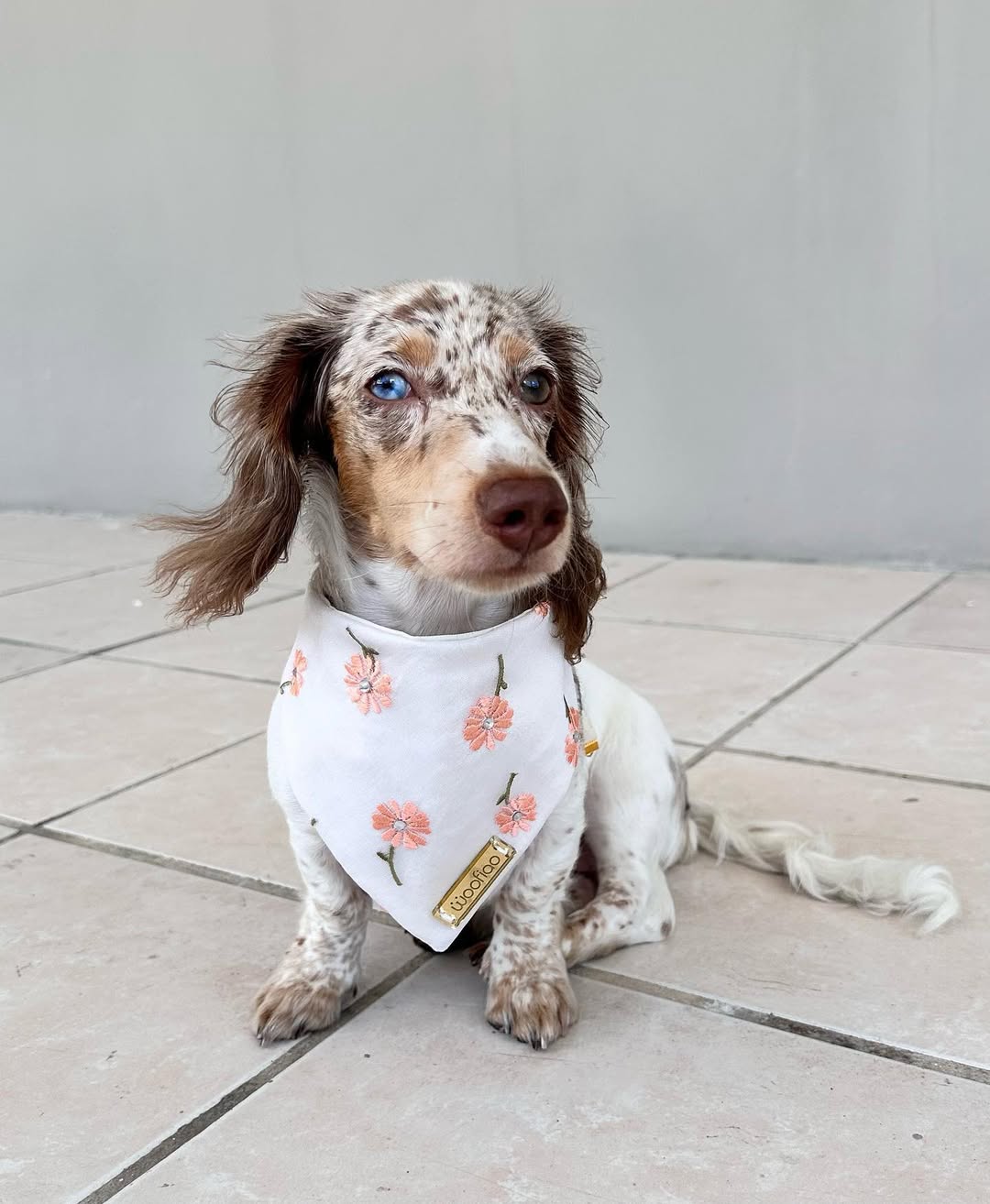 Mystery Bandana