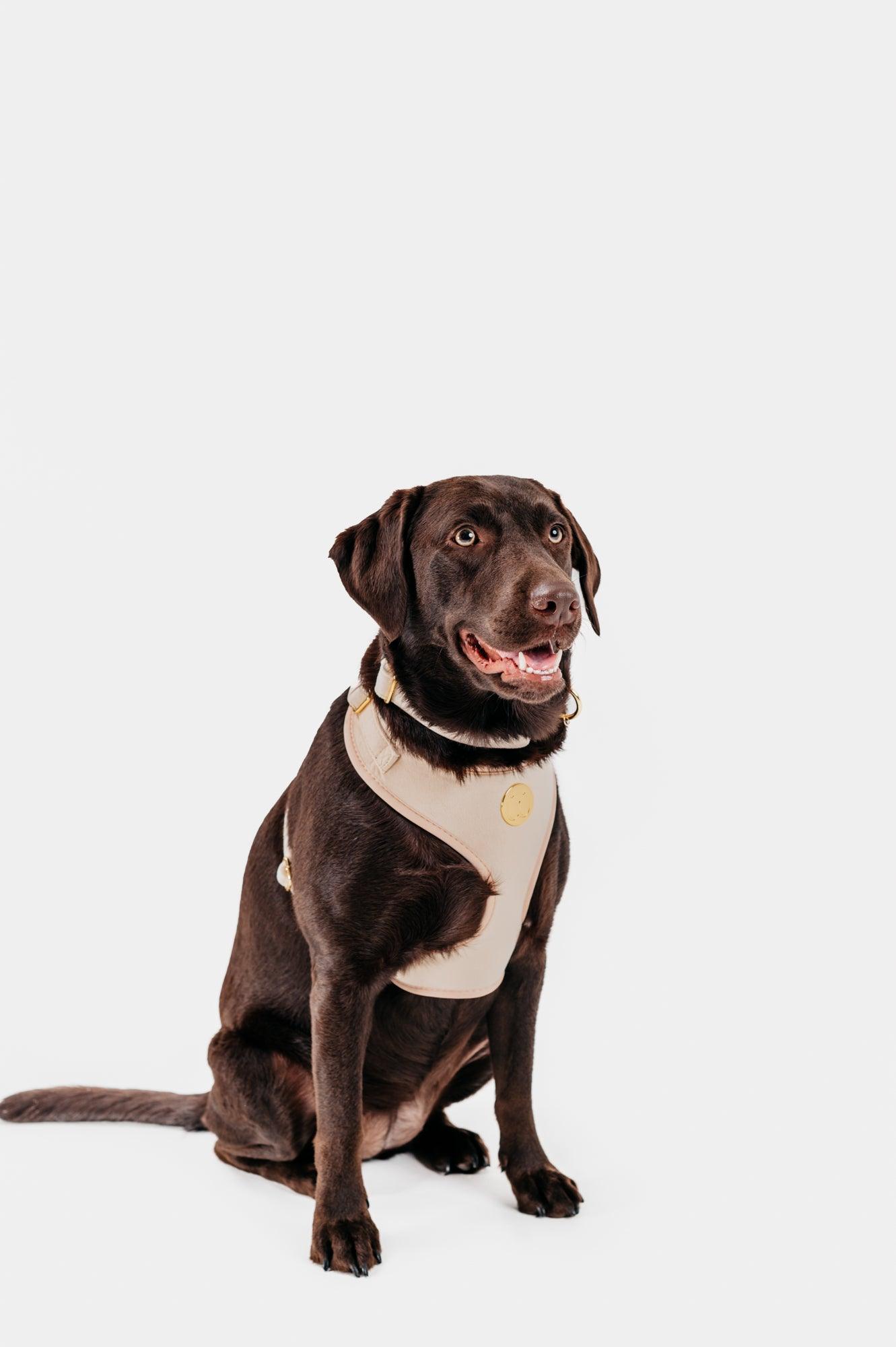Chai Velvet Harness - Woofiao