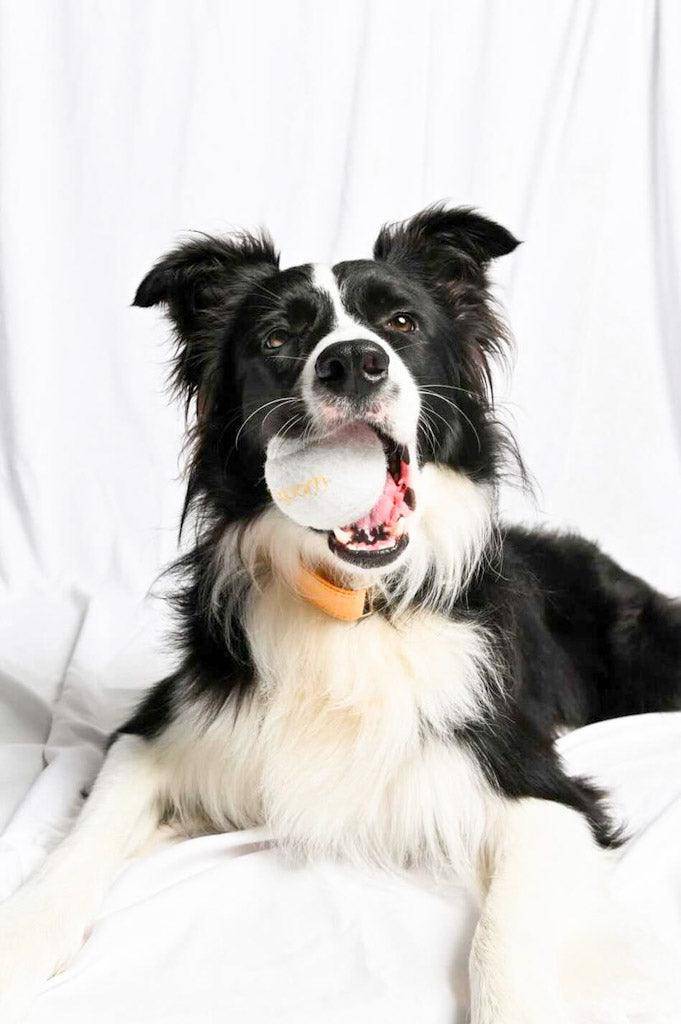 Tennis Balls Toy Set - Woofiao