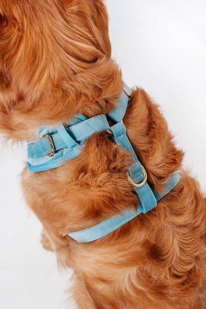 Cotton Blue Velvet Harness