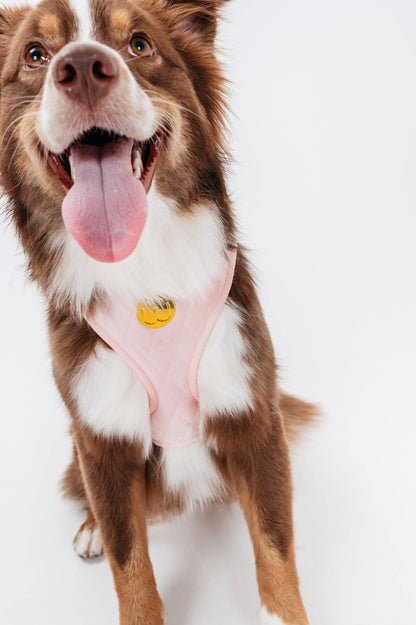 Cotton Pink Velvet Harness