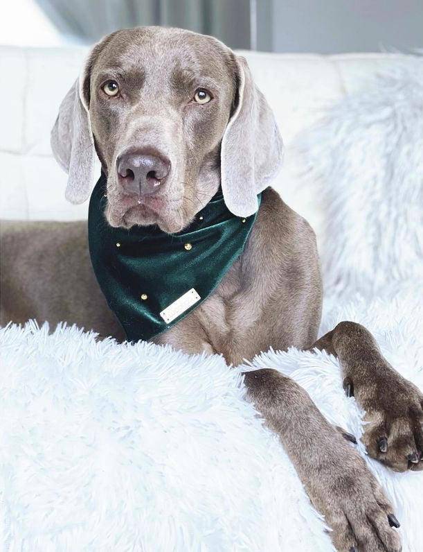 Evergreen Velvet Bandana - Woofiao