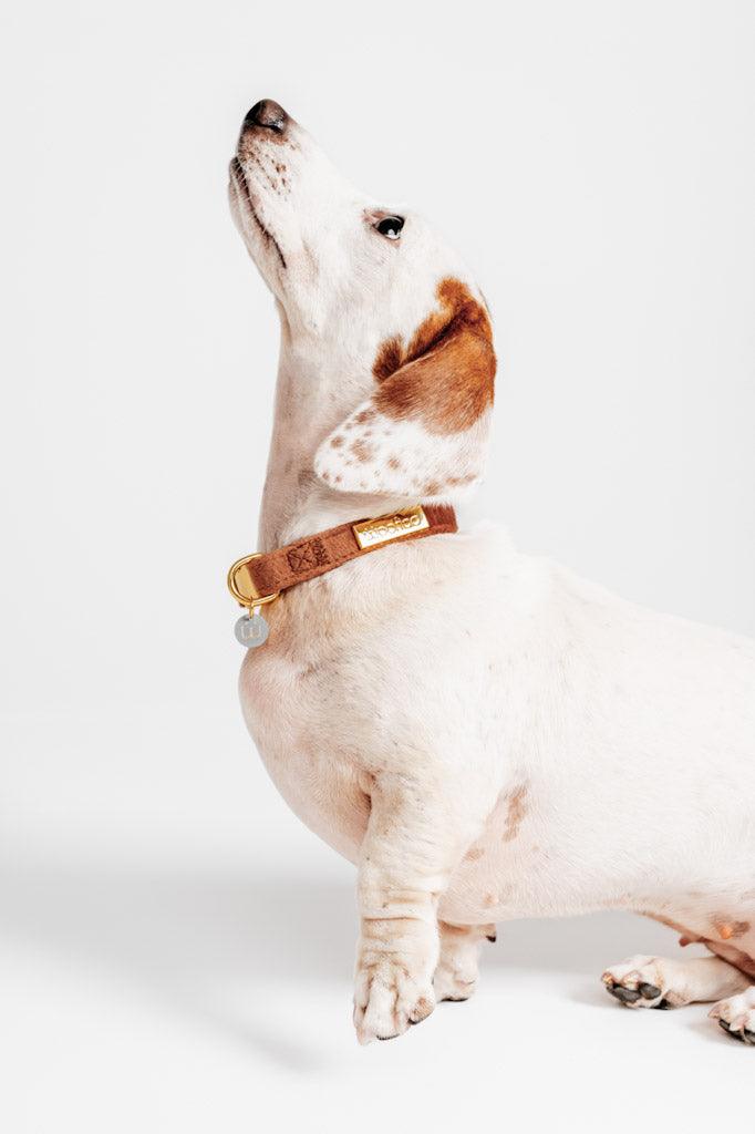 Latte Velvet Dog Collar - Woofiao